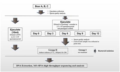 The multidrug-resistant Pseudomonas fluorescens strain: a hidden threat in boar semen preservation